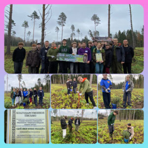 Дай лесу новае жыццё!